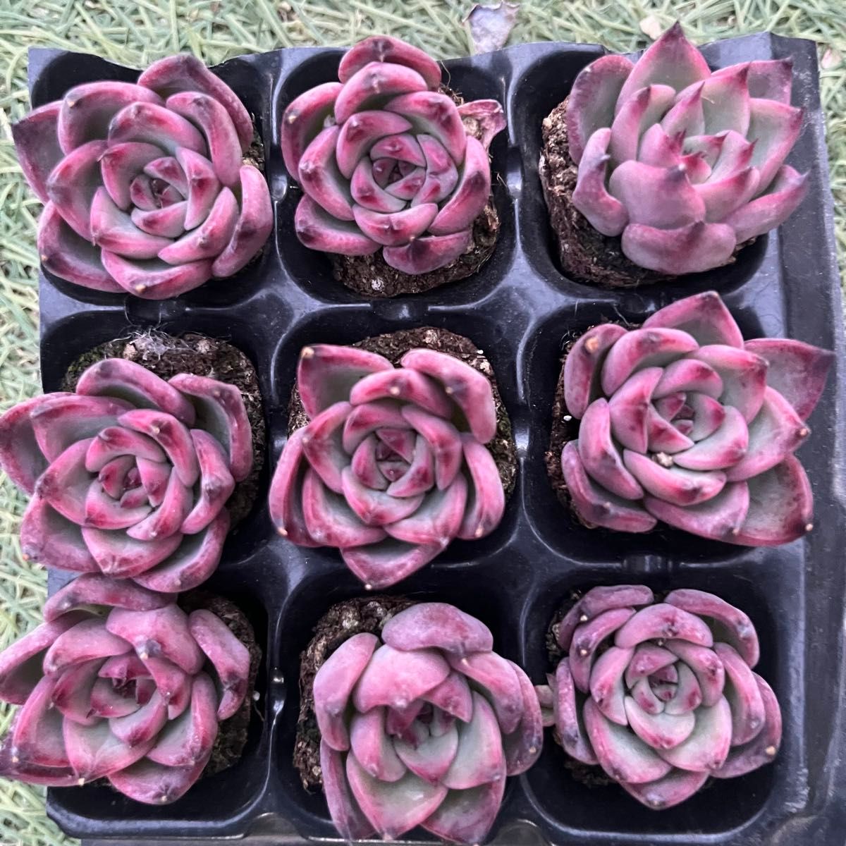 Spring Box D】アエオ+α8苗セット 多肉植物|Yahoo!フリマ(旧 Spring Box D】アエオ+α8苗セット 多肉植物|Yahoo!フリマ(旧