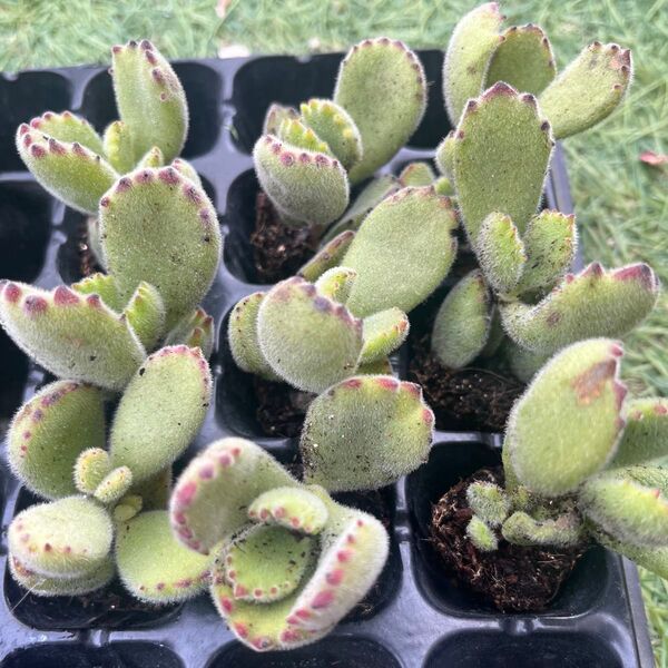 熊童子9苗セット コチドレン 多肉植物