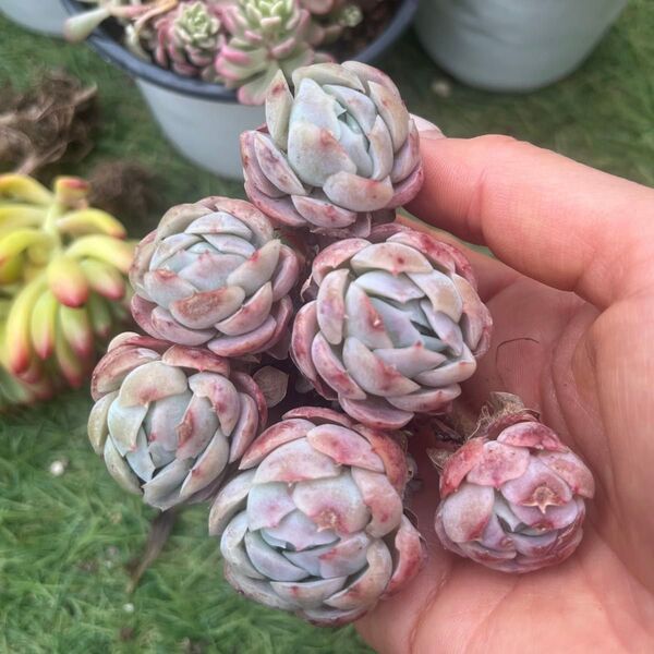 ローズアイスプラム バラ6頭以上 多肉植物