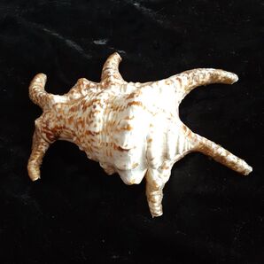 貝殻のコレクション 貝殻 スイジガイ インテリア 沖縄