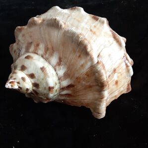 夜光貝 ヤコウガイ インテリア 飾り物 アクセサリー オブジェ