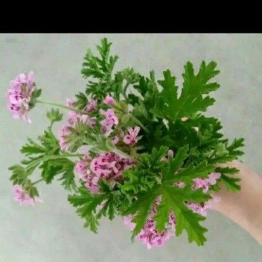 花咲きました ローズゼラニウム カット5本
