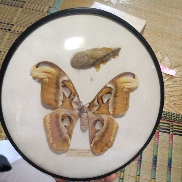 Attacus atlas 標本 ヨナクニナン、蝶、蛾、昆虫