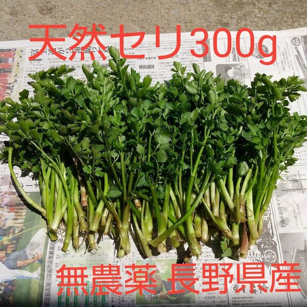 天然 芹 セリ 約300g 無農薬 長野県産 信州産
