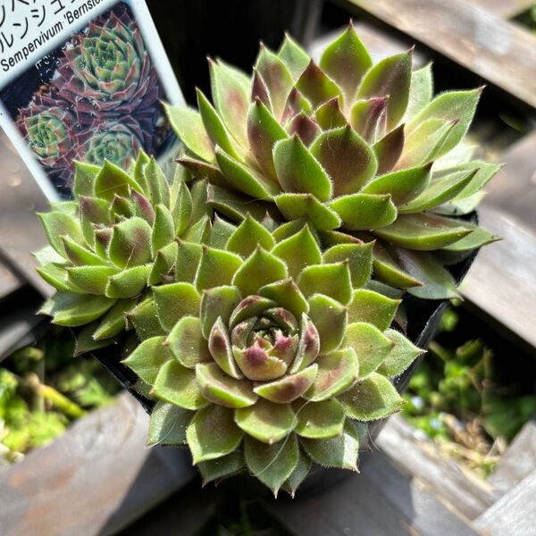 ベルンシュタイン センペルビウム 多肉植物苗 植物苗