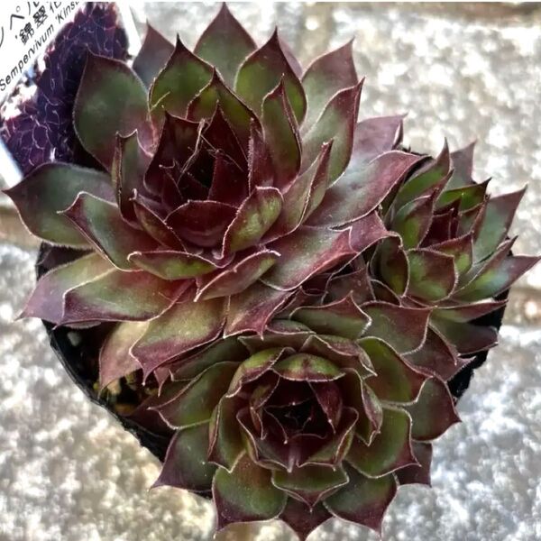 植物苗 錦翠花 多肉植物 センペルビウム 抜き苗