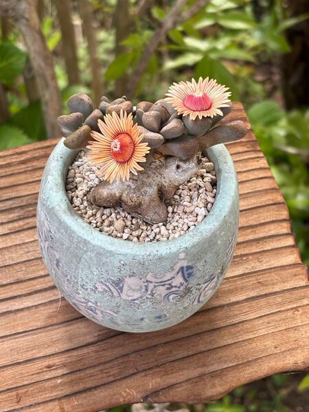 多肉植物 アロイノスシオス 陶器鉢 個性的鉢 盆栽 マニアック鉢