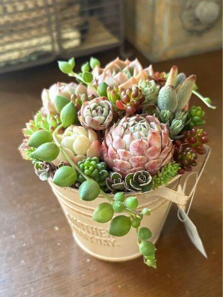 多肉植物寄せ植え 両手付きバケツ型 誕生日 プレゼント ギフト 遅れてごめんね母の日