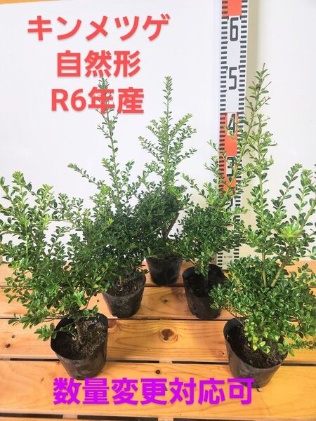 キンメツゲ自然形5本セット