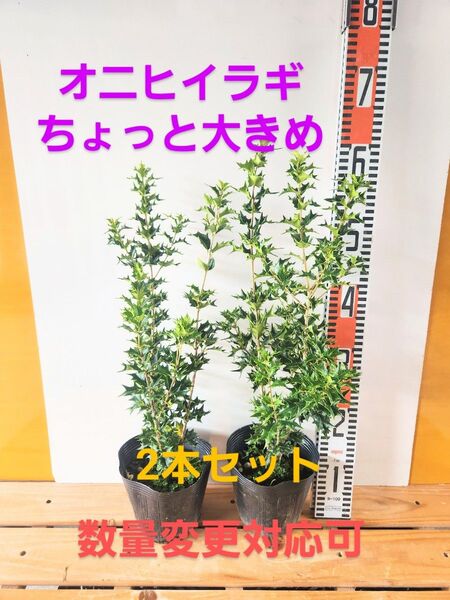 オニヒイラギちょっと大きめ2本セット