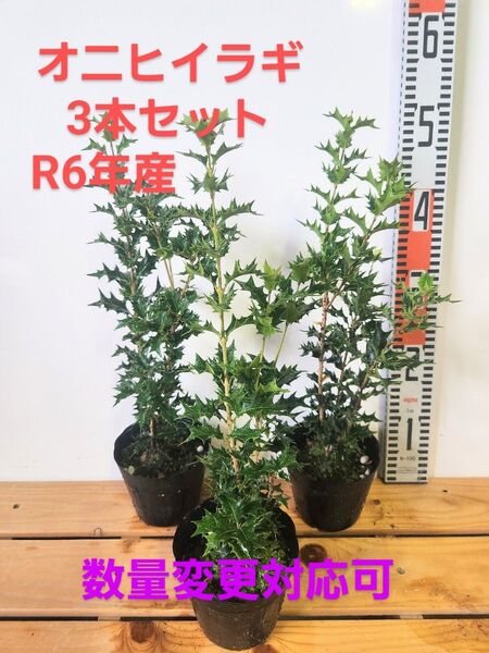 オニヒイラギ3本セット