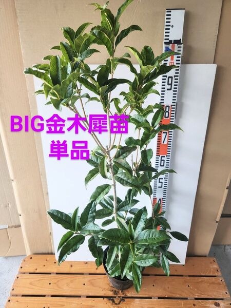 金木犀苗単品BIG