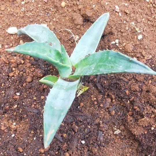 アガベ Agave