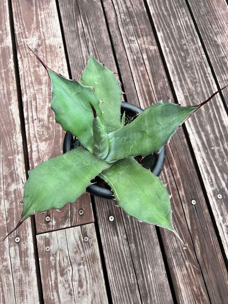 特選 美株 アガベ サルミアナ フェロックス 強刺 Agave pic5.6 2025.4.28