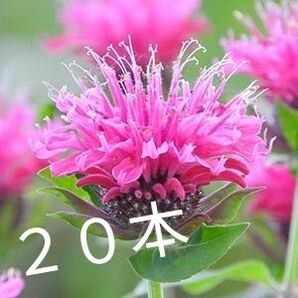期間限定 モナルダ 濃いピンク 苗20本 格安 ベルガモット 耐寒 耐暑 ハーブ 無農薬