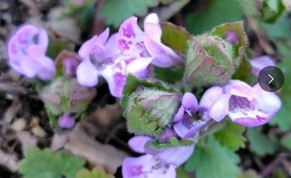 カキドオシ 20節以上 無農薬 グランドカバー 生薬 垣通し 連銭草