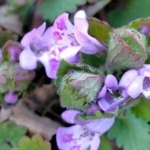 カキドオシ 10節以上 垣通し 連銭草 ハーブ 薬草