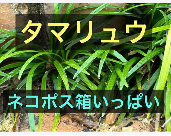 (3)タマリュウ リュウノヒゲ ジャノヒゲ ネコポス箱一杯 和風庭園 花壇縁取り 下草 雑草抑えにもどうぞ