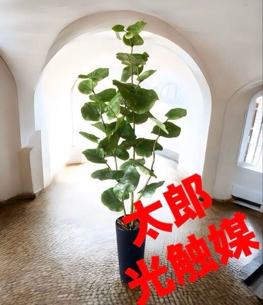 光触媒 人工観葉植物 ウォールグリーン フェイクグリーン シーグレープ120