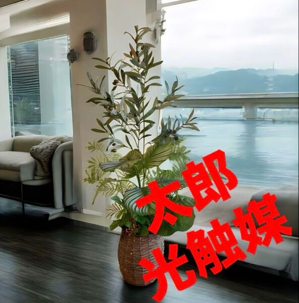 光触媒 人工観葉植物 ウォールグリーン フェイクグリーン オリーブカラテア120