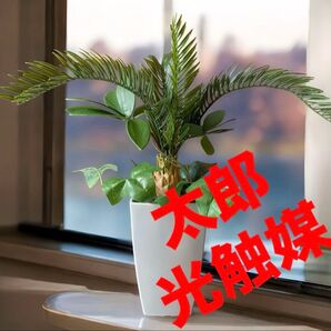 光触媒 人工観葉植物 ウォールグリーン フェイクグリーン ココナッツヤシ35