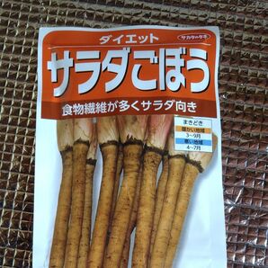 サラダごぼう サカタのタネ 10粒+α