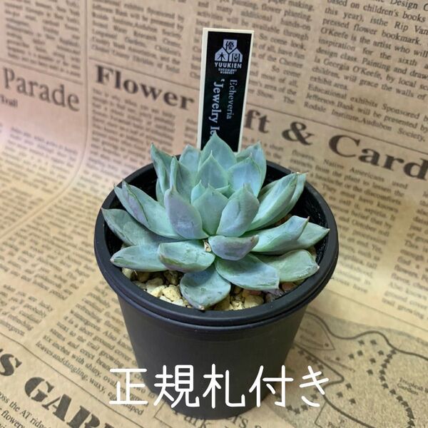 購入前にコメント下さい(最新の写真に変更しますので)優木園さん エケベリア ジュエリーアイス Jewelry Ice 正規札付き