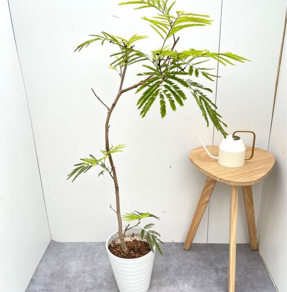 エバーフレッシュ 曲がり 2【現品】観葉植物 大型 室内