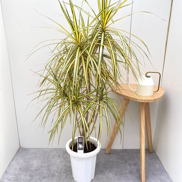 ドラセナ コンシンネ マジナータゴールド 3【現品】観葉植物 室内 大型