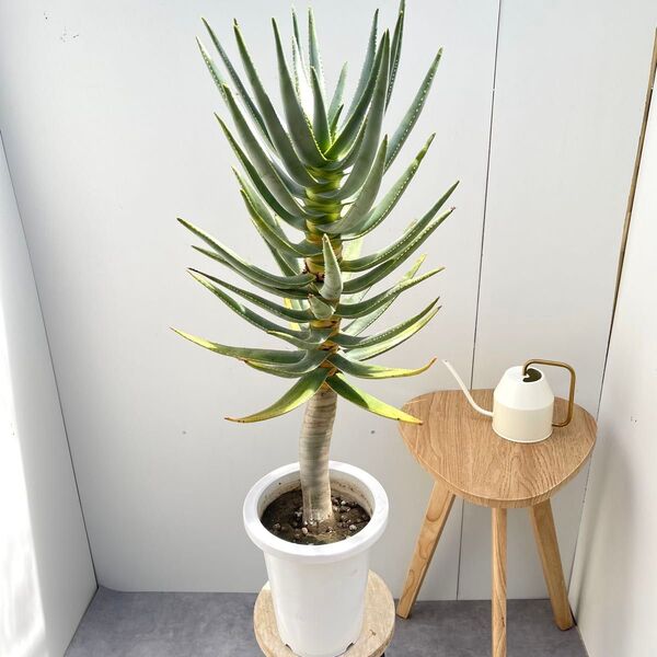 アロエ ディコトマ【現品】観葉植物 多肉植物 7号