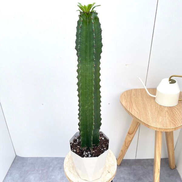 ユーフォルビア 五彩閣【現品】☆希少☆ 観葉植物 ドライガーデン 5号