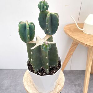 柱サボテン ブランチ 2【現品】観葉植物 室内 ドライガーデン 5号