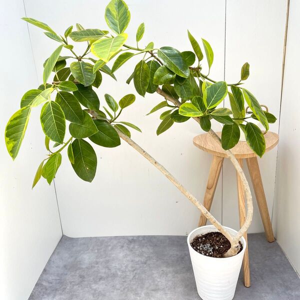 フィカス アルテシマ 曲がり 22【現品】観葉植物 室内