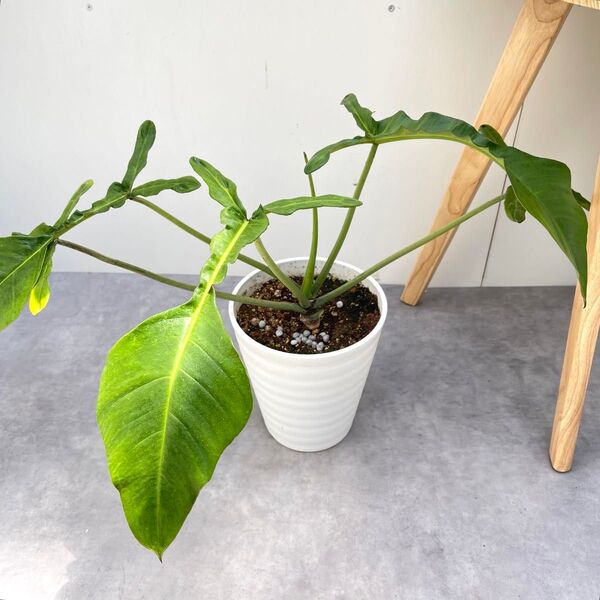フィロデンドロン ジョーピー 1【現品】☆希少☆ 観葉植物 室内