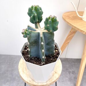 柱サボテン ブランチ 3【現品】観葉植物 室内 ドライガーデン 5号