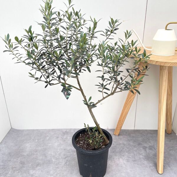オリーブ マンザニロ 30【現品】観葉植物 創樹 SOUJU 7号