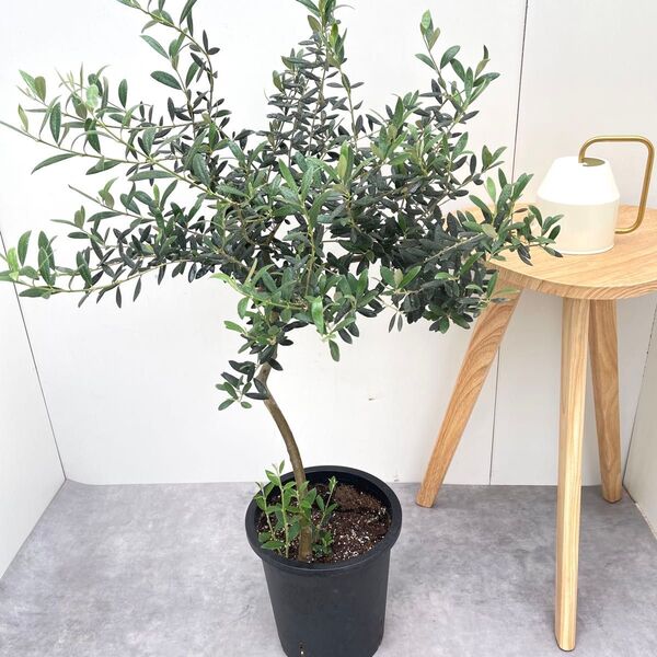 オリーブ マンザニロ 5【現品】観葉植物 創樹 SOUJU 8号