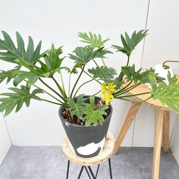 フィロデンドロン ジャイアント ザナドゥ【現品】観葉植物 室内 6号
