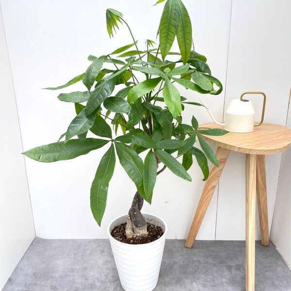 パキラ ねじり 5【現品】観葉植物 室内 大型