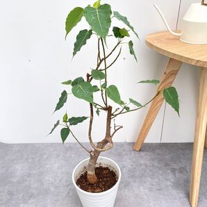 インドボダイジュ 2【現品】観葉植物 室内 7号
