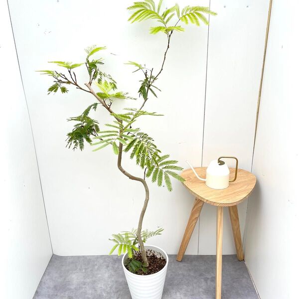 エバーフレッシュ 曲がり 1【現品】観葉植物 大型 室内