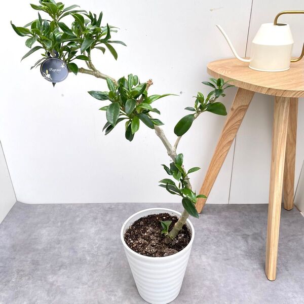 フォグラエア ベリテロアナ 1【現品】観葉植物 室内 7号