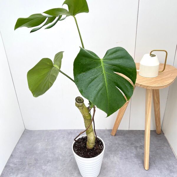 モンステラ 2【現品】観葉植物 幹上がり 室内