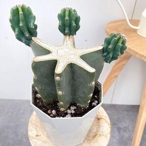 柱サボテン ブランチ 5【現品】観葉植物 室内 ドライガーデン 5号