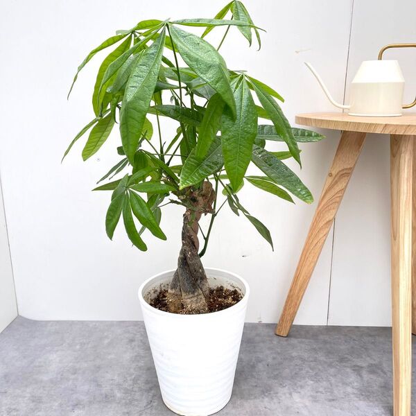 パキラ ねじり 6【現品】観葉植物 室内 大型