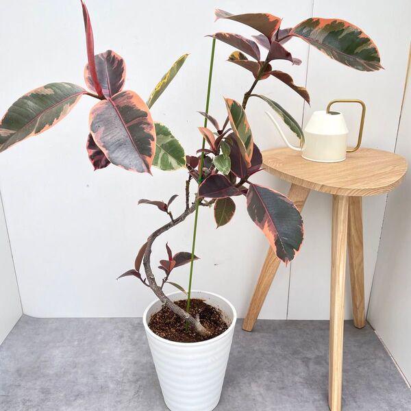 フィカス ルビー 曲がり 10【現品】観葉植物 室内 大型