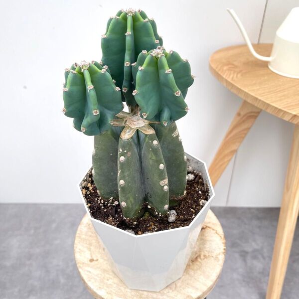 柱サボテン ブランチ 6【現品】観葉植物 室内 ドライガーデン 5号