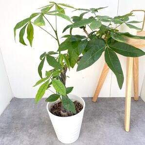 パキラ ねじり 2【現品】観葉植物 室内 大型