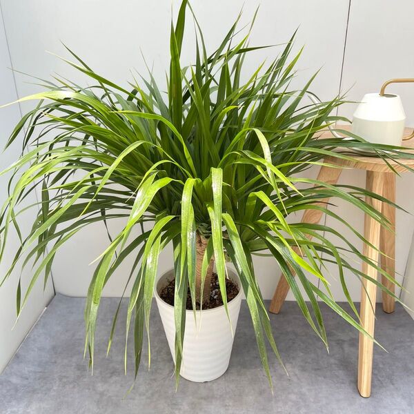 ドラセナ カンボジアーナ 6【現品】☆希少☆ 観葉植物 室内 大型