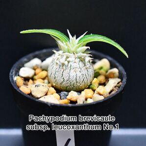 超特別選抜 超美形 白花 恵比寿笑い パキポディウム レウコキサンツム 実生苗1